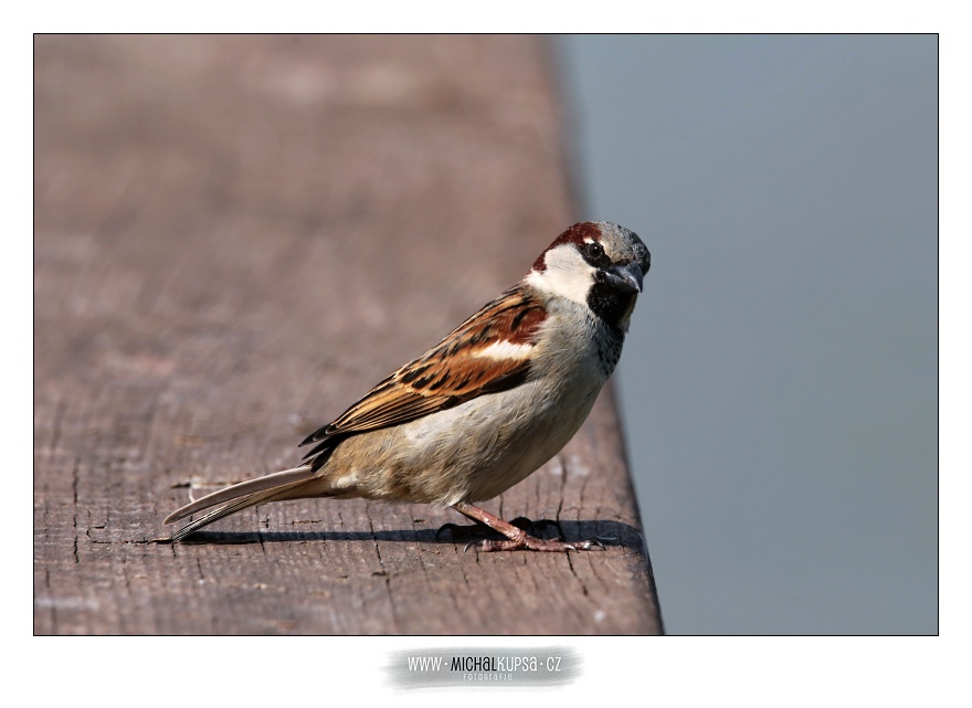 Vrabec domácí (Passer domesticus)