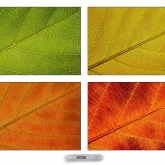 Podzimní variace | fotografie