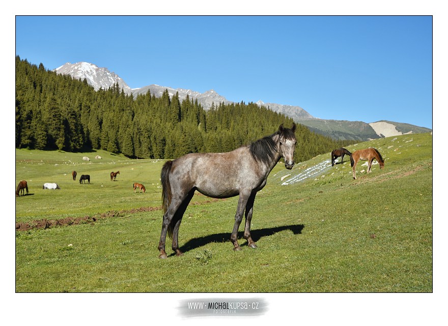 Kyrgyzský kůň
