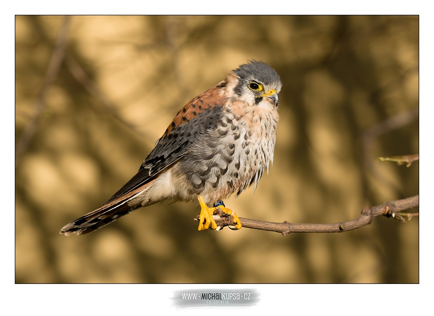 Poštolka pestrá (Falco sparverius)
