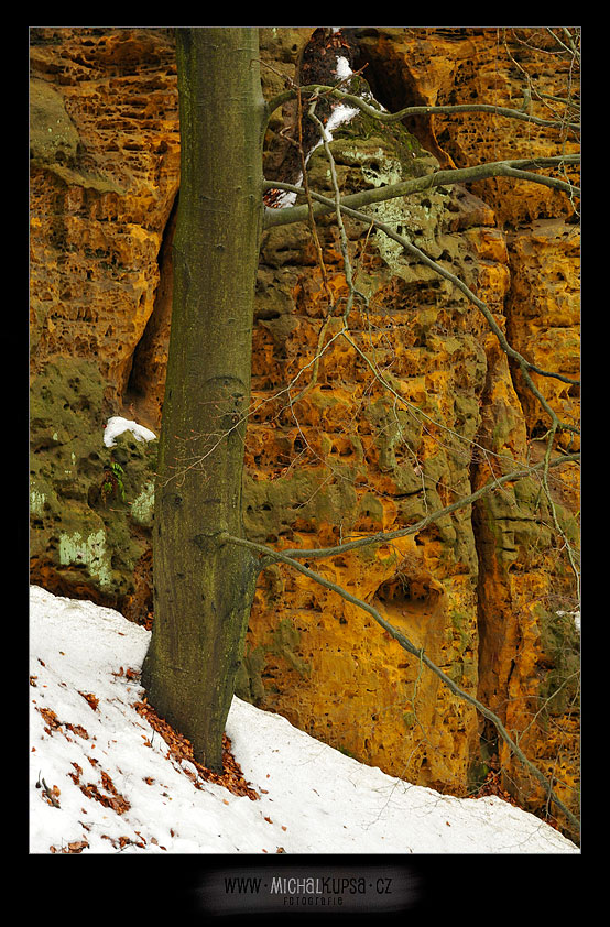 Strom, skála a sníh