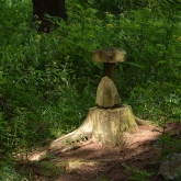 Dřevěná houba | fotografie
