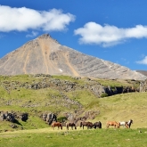 Islandský kůň | fotografie