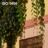 ISO 1600 - 100% výřez z fotografie bez úprav.