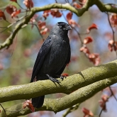 Kavka obecná (Corvus monedula) | fotografie