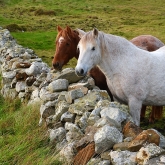 Koně na Mullaghmore Head | fotografie