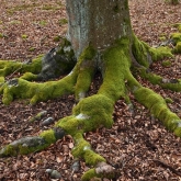 Kořeny stromů | fotografie
