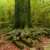 Lesní velikán | fotografie