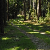 Pěkná lesní cesta kdesi pod Stožcem | fotografie