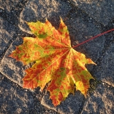 Podzimní listí | fotografie