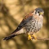Poštolka pestrá (Falco sparverius) | fotografie