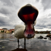 Pražská labuť | fotografie