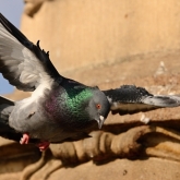 Pražský holub | fotografie