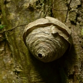 Sršní hnízdo | fotografie