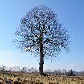 Strom | fotografie