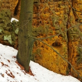 Strom, skála a sníh | fotografie