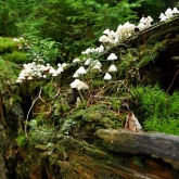 Tajemné houby .... | fotografie